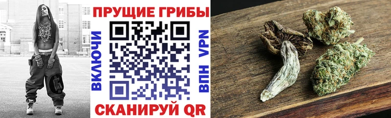 Купить где  Сафоново  Псилоцибиновые грибы мухоморы 